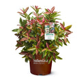 Viburnum Live Shrub 2 Gallon T45291