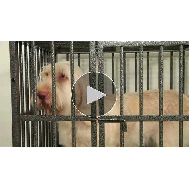 Dog Cage U599294