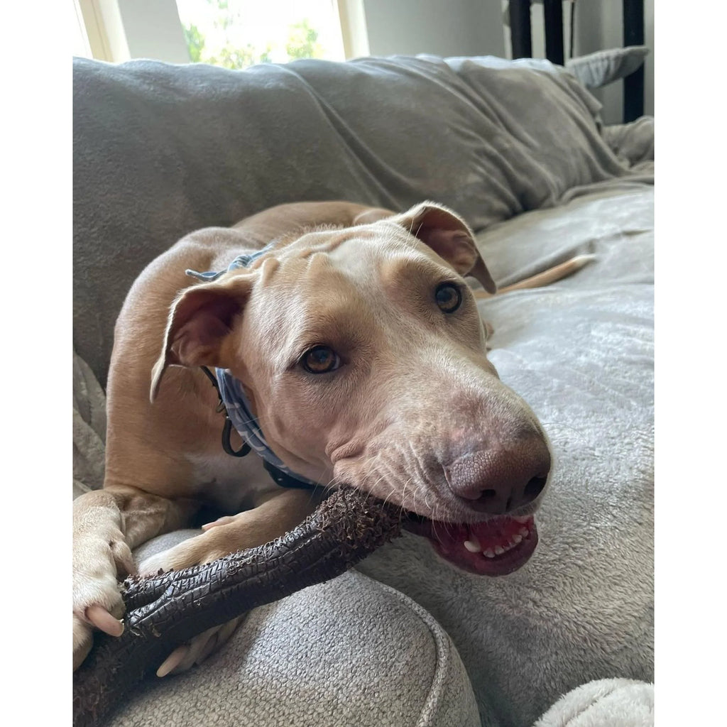 X-Large Real Wood Dog Toy A808
