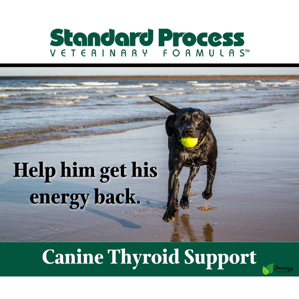 Thyroid Support V866596