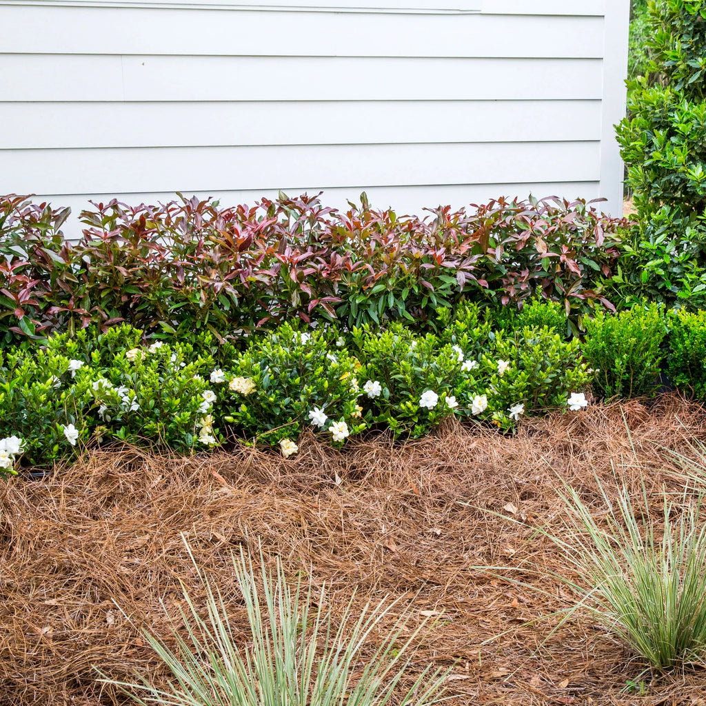 Viburnum Live Shrub 2 Gallon T45291