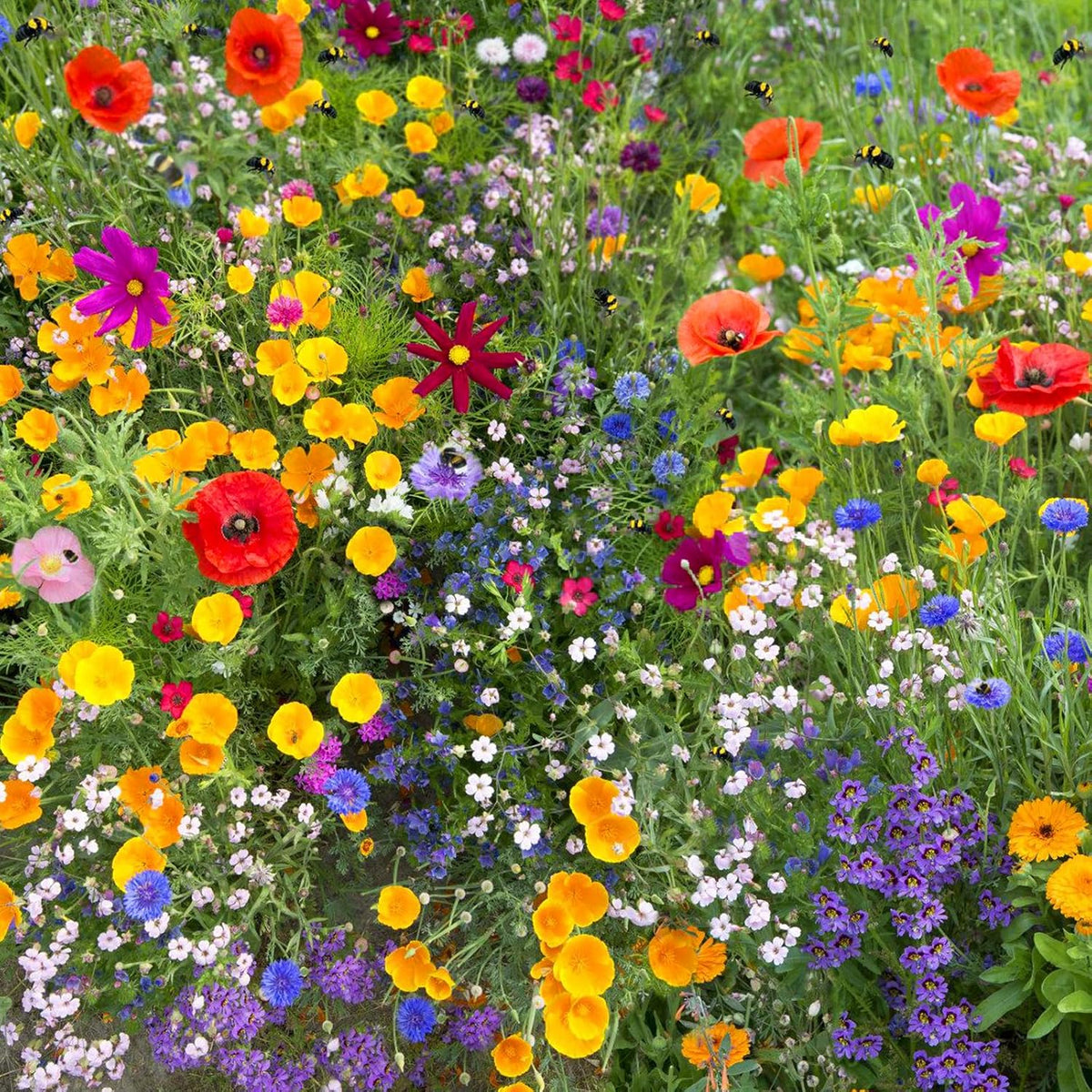 1.75 Ounce Wildflower Seeds Mix P68627