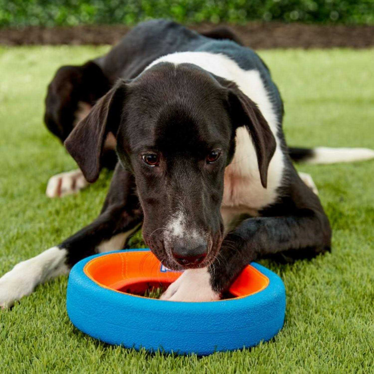 Dog Toy U5493