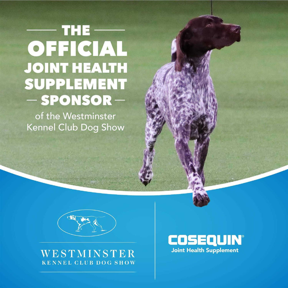 Cosequin DS Plus MSM for Dogs N22231
