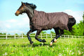 Lightweight 100g Turnout R36554