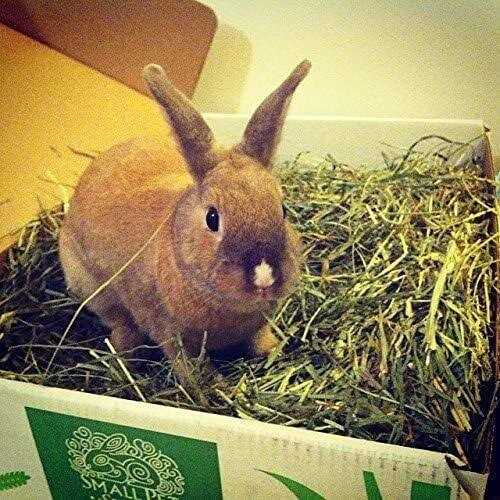 Timothy Hay Pet Food S820