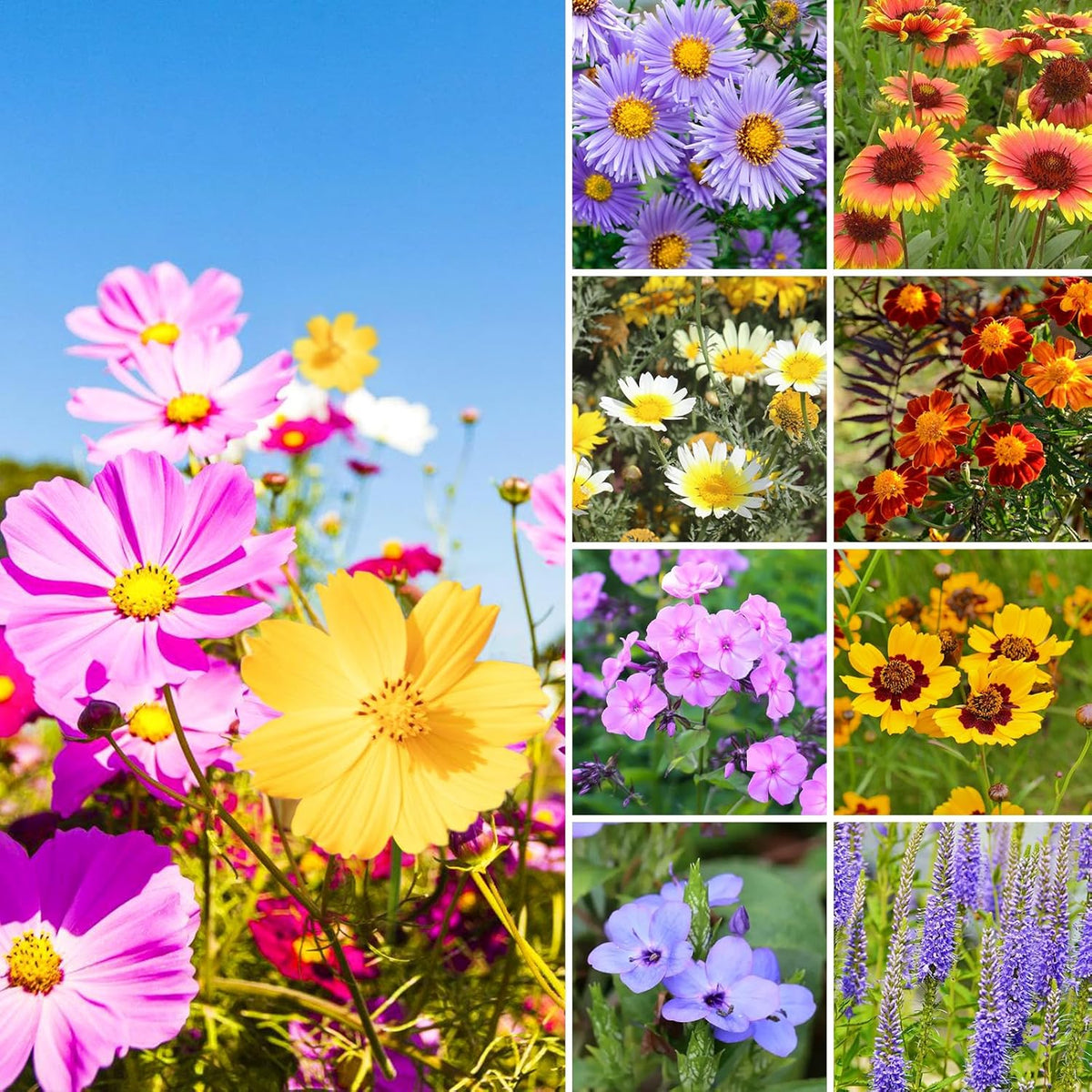 1.75 Ounce Wildflower Seeds Mix P68627