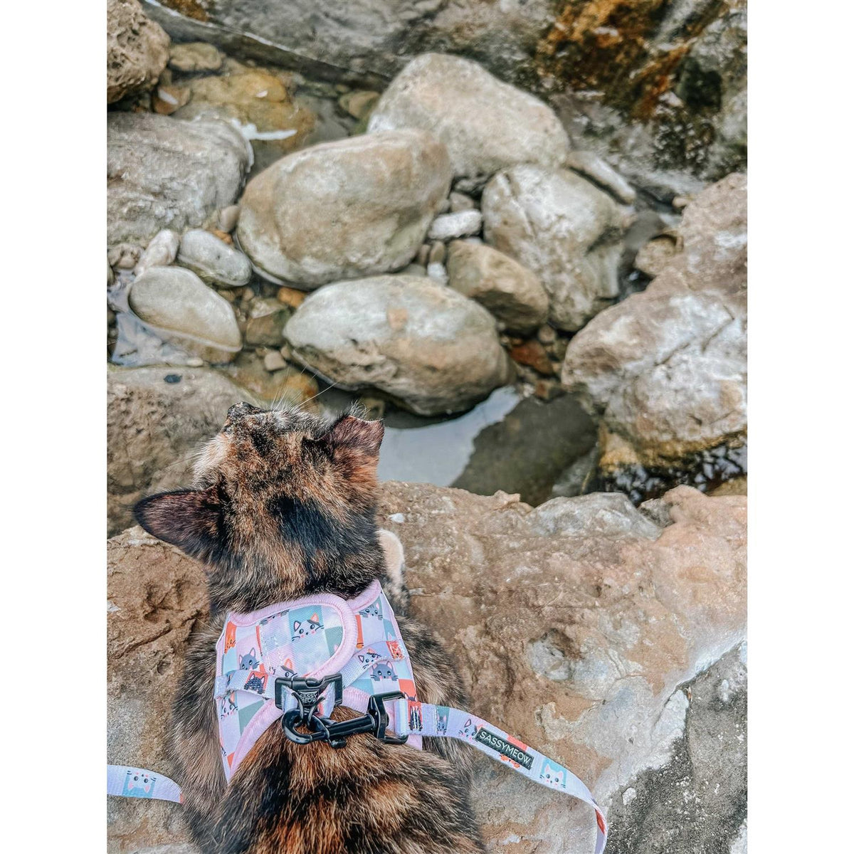 Cat Step-In Harness M2174