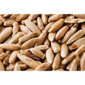 22 Pound Bag Of Rye Berries H3466