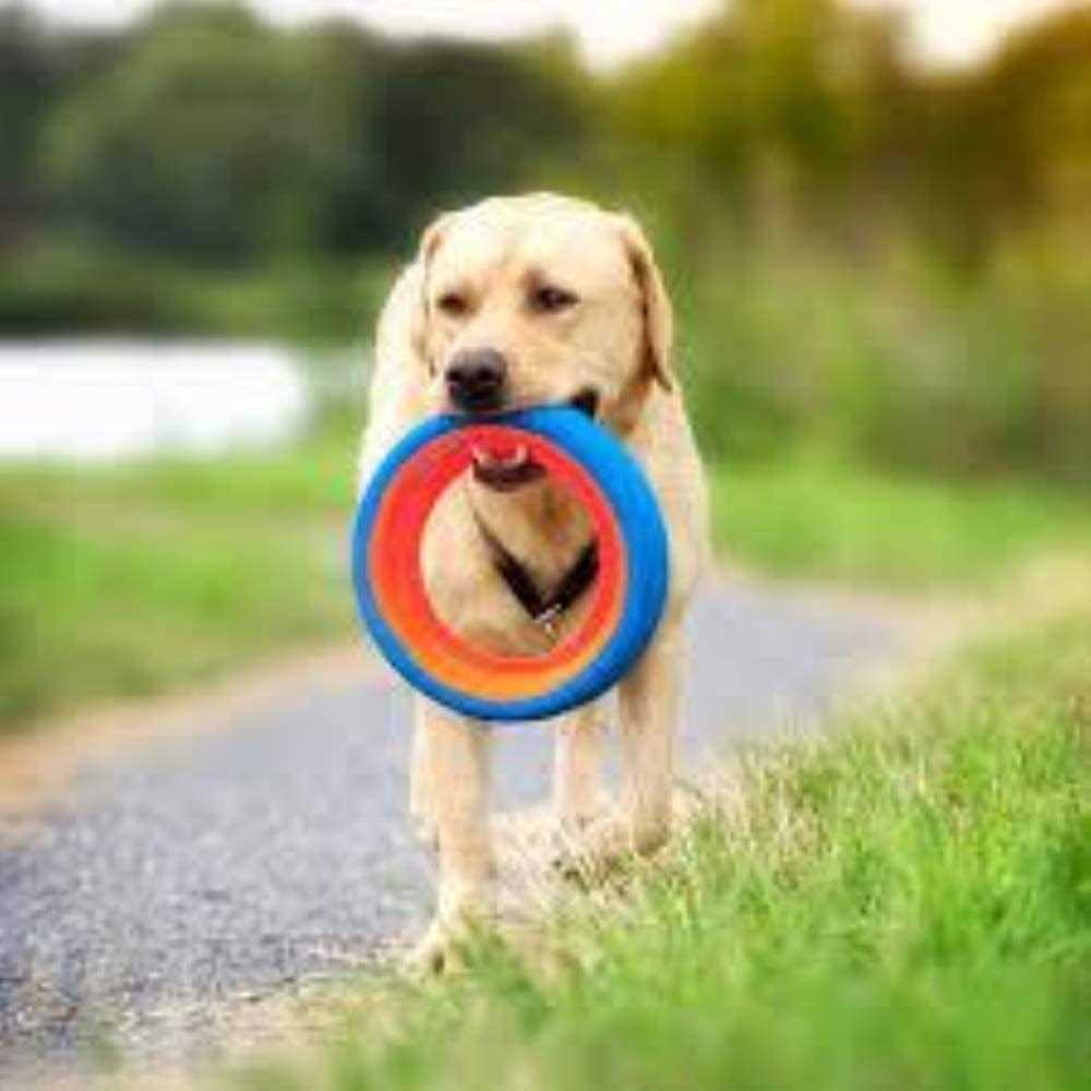 Dog Toy U5493