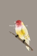 Birds Giclee Canvas O1312