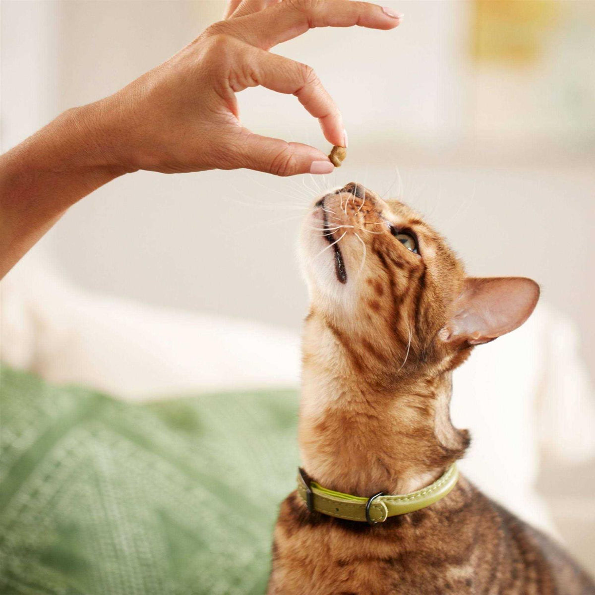 Cat Treats Q1254