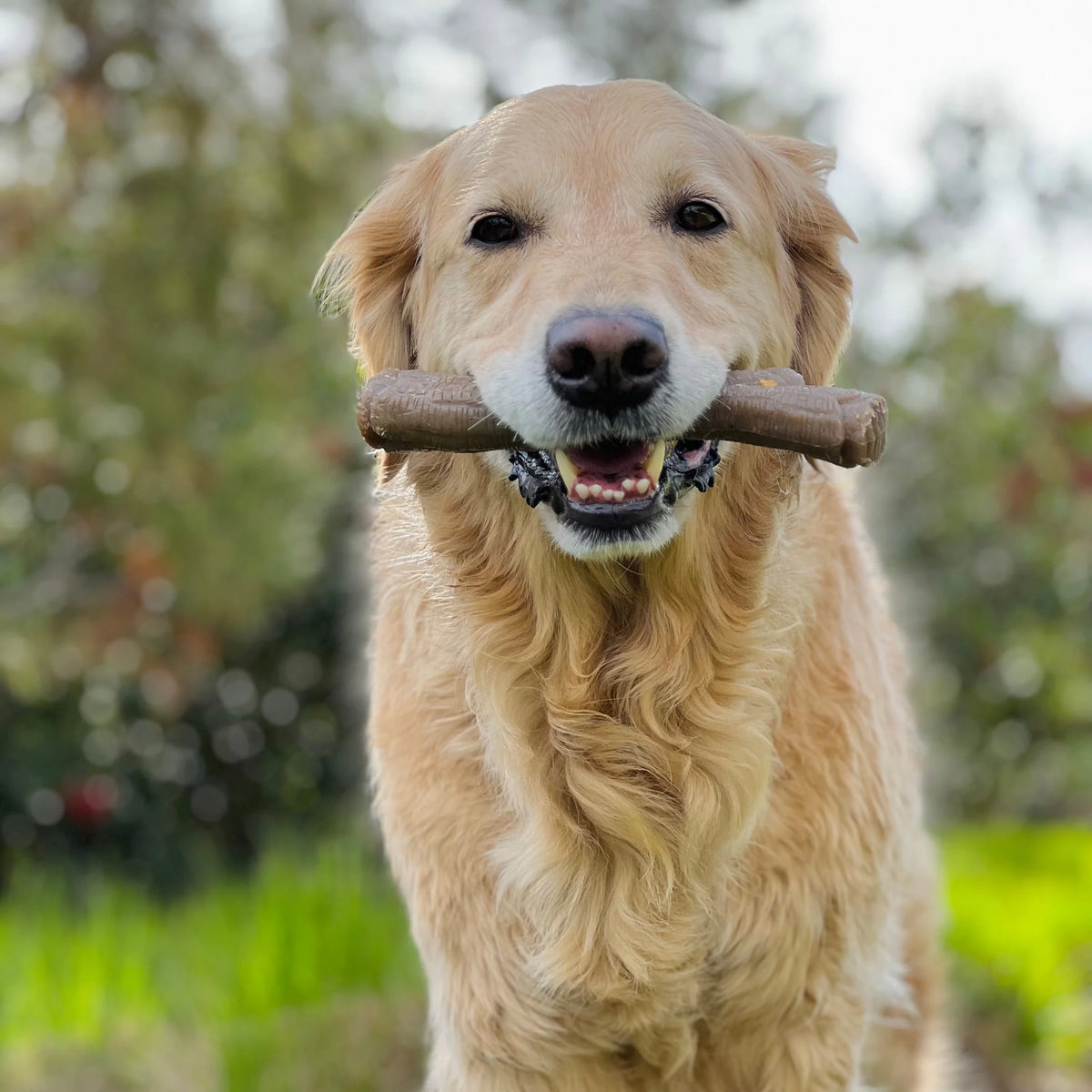 X-Large Real Wood Dog Toy A808