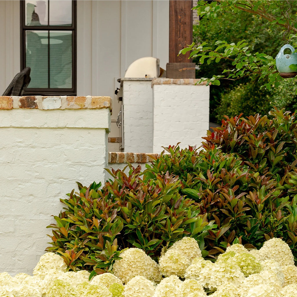 Viburnum Live Shrub 2 Gallon T45291