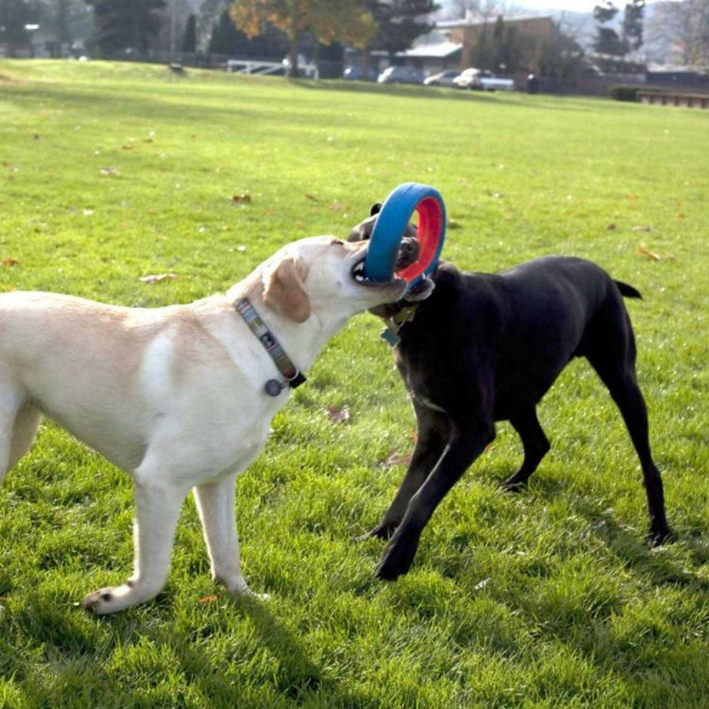 Dog Toy U5493