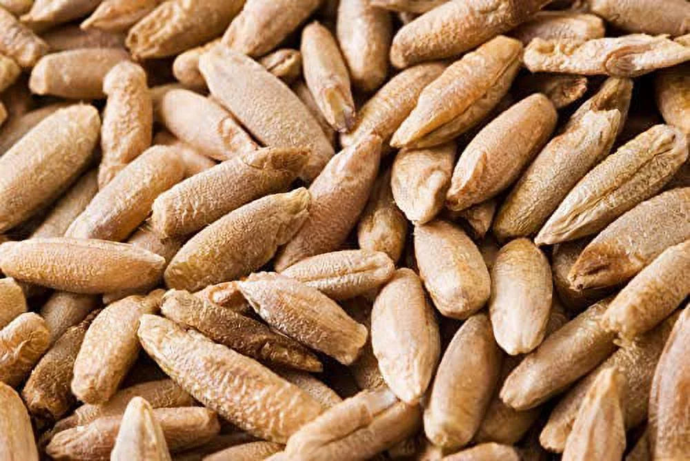 22 Pound Bag Of Rye Berries H3466
