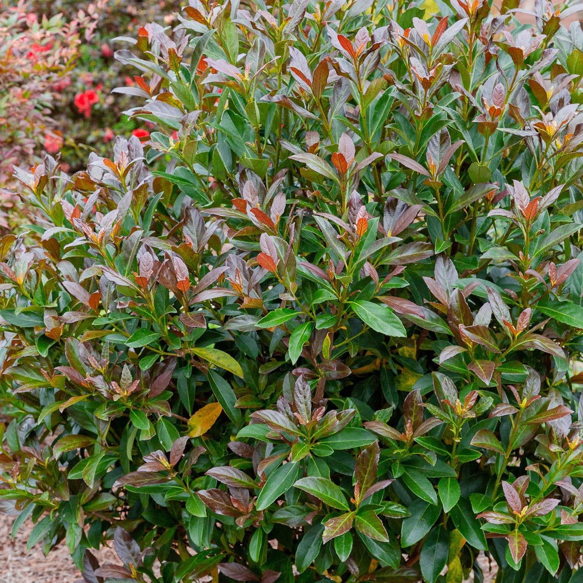 Viburnum Live Shrub 2 Gallon T45291