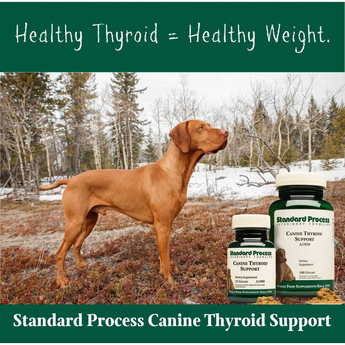 Thyroid Support V866596